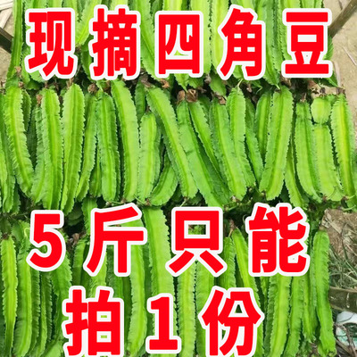 新鲜四角豆24小时发货非预售
