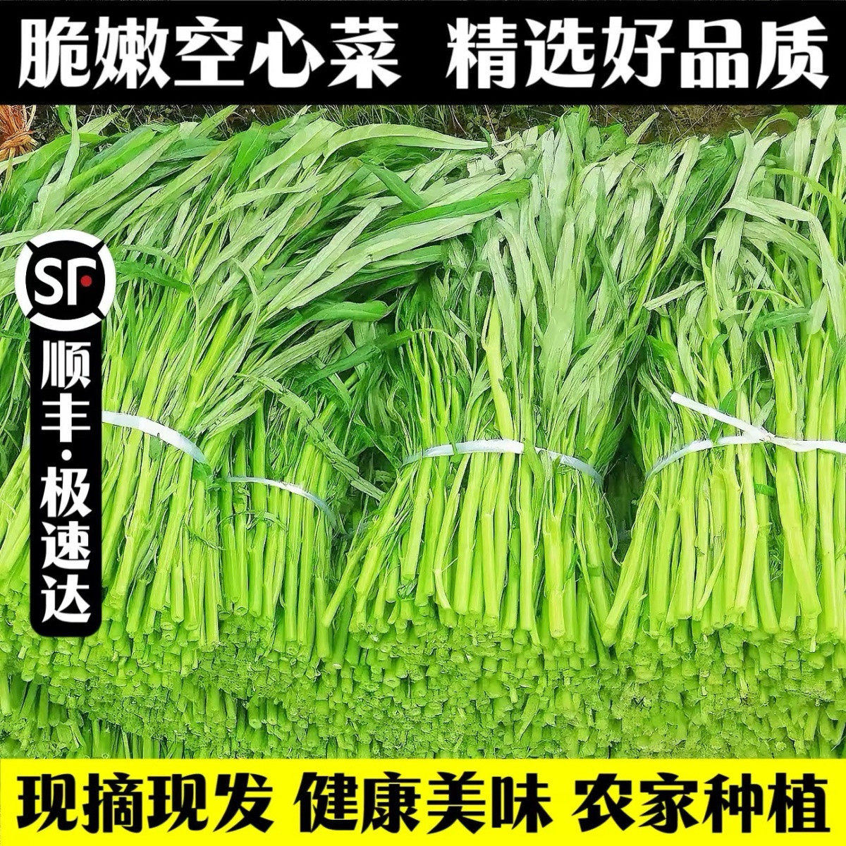 新鲜柳叶空心菜顺丰冷链包邮