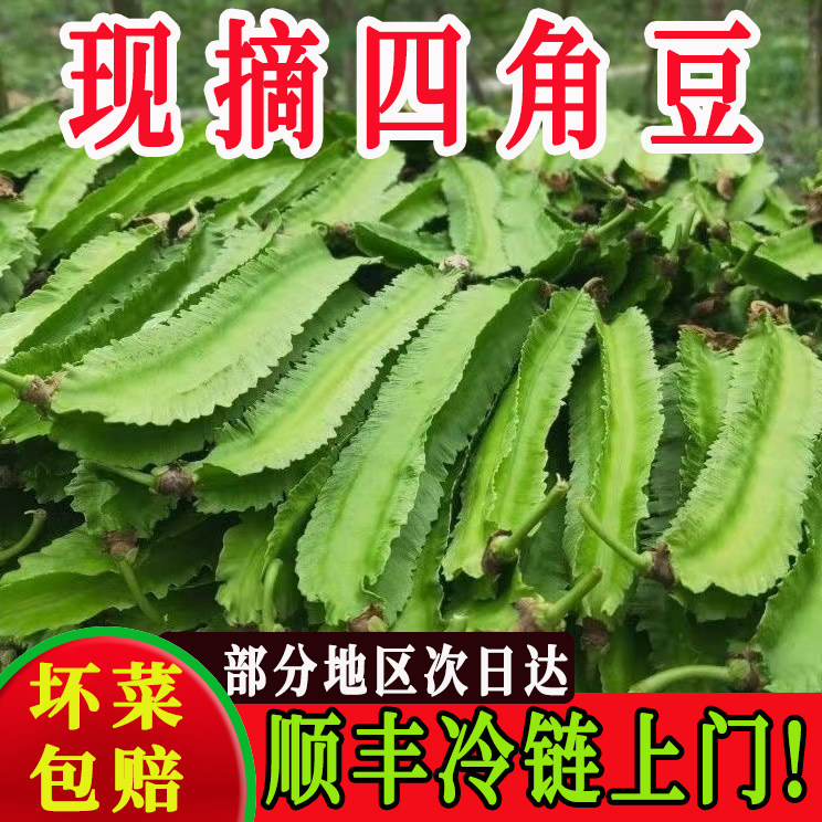 海南特产四角豆新鲜龙豆顺丰包邮