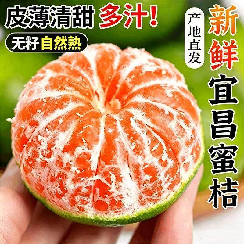 湖北现摘青皮蜜桔新鲜酸甜橘子