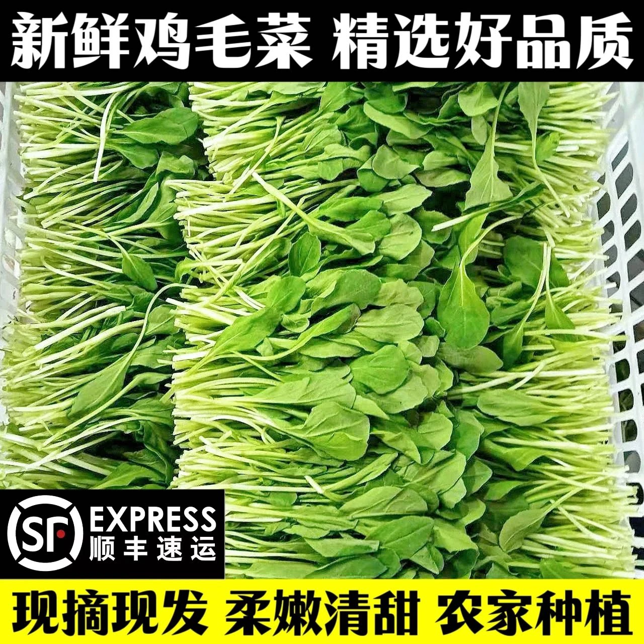 顺丰包邮新鲜鸡毛菜现摘小松菜柔嫩清甜小油菜农家时令蔬菜小青菜