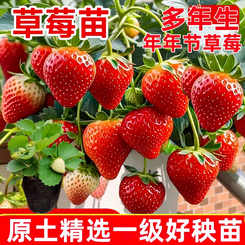 草莓苗 带花带果盆栽带土大苗奶油牛奶草莓带盆四季