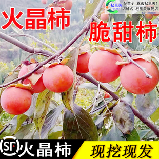 火晶柿子树苗老品种日本脆皮磨盘生吃柿子软矮桩无籽盆栽带果发货