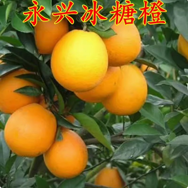 永兴冰糖橙苗柑嫁接子褚当年