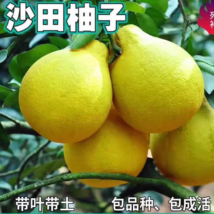 梅州沙田柚苗带土南北方庭院