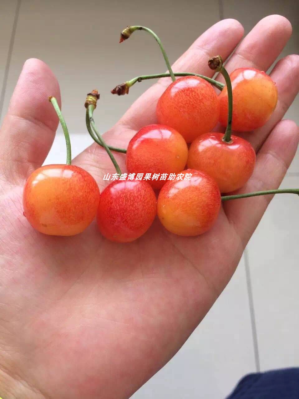 中国土樱桃树苗老品种红色中华小樱桃苗盆地栽南北方种植当年结果