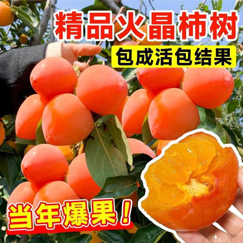 火晶柿子苗树脆甜果磨盘牛