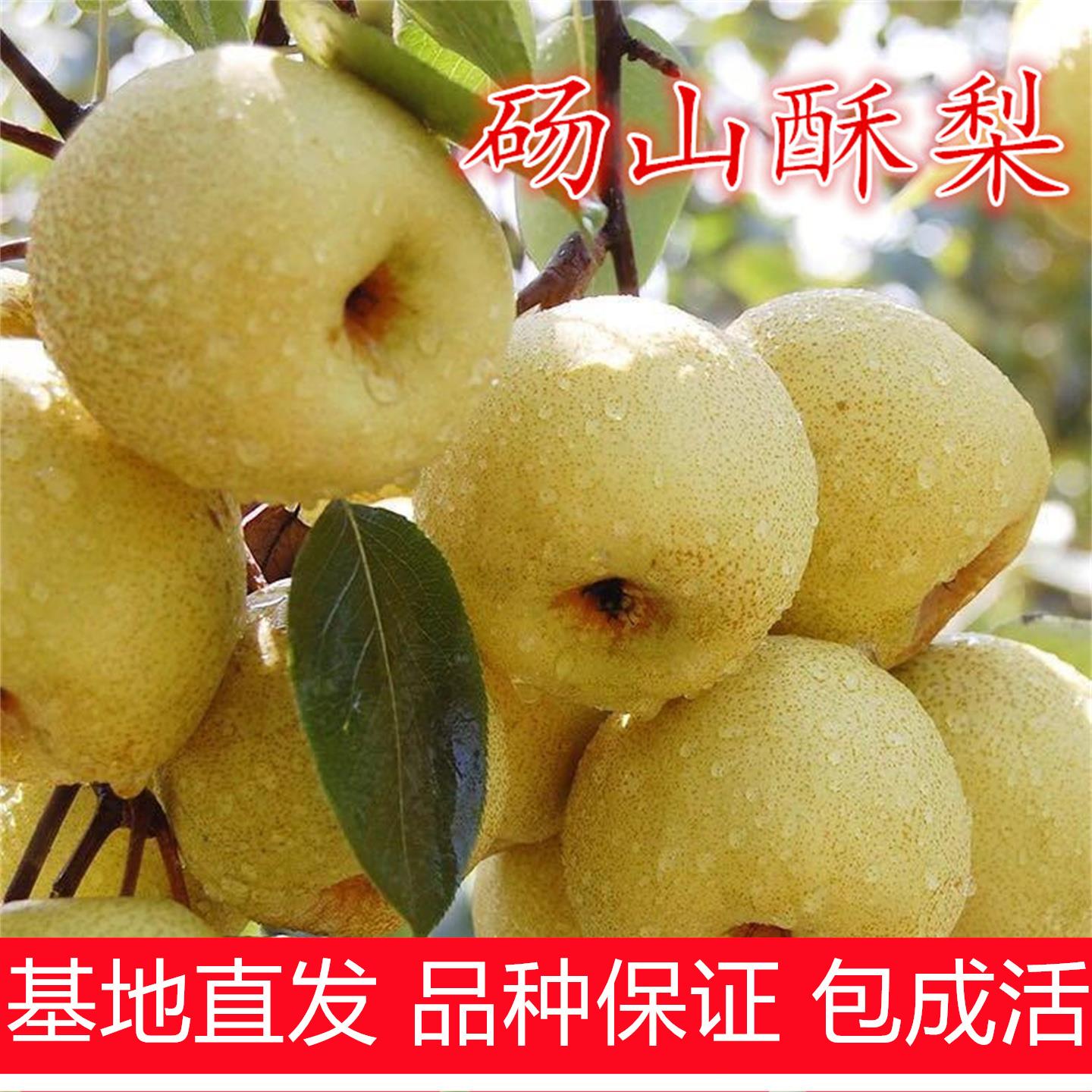 梨树苗正宗砀山酥嫁接秋月