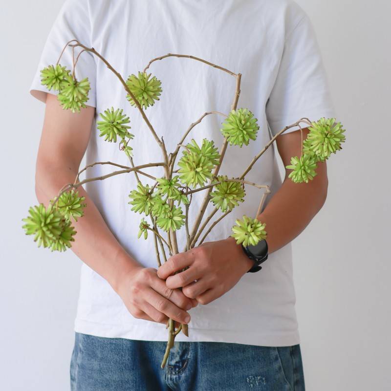 21139喜水树果真切鲜切鲜花然南直发花严品云树室内培植插花鲜花