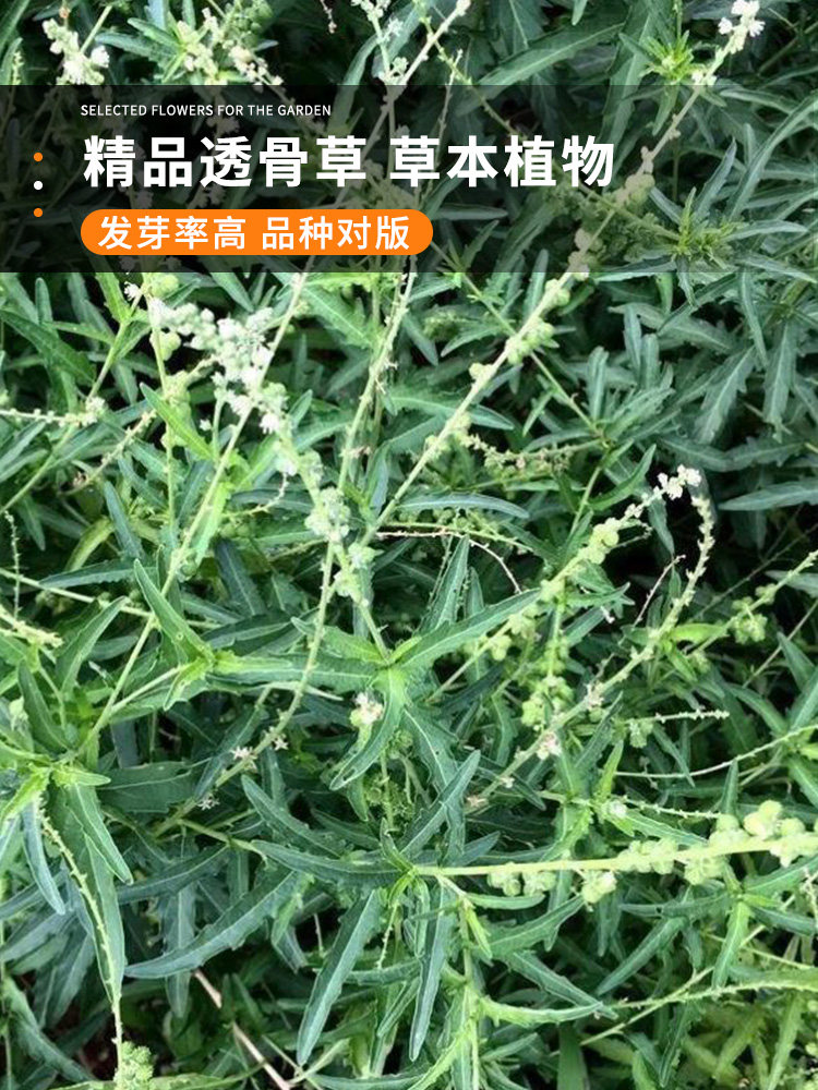 透骨草种子 珍珠透骨草籽 散装野生中药材中草药春季药材种子包邮