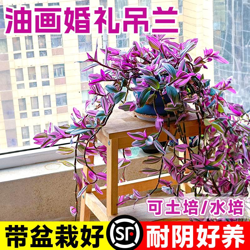 速发绿画婚礼吊兰大苗植栽垂吊紫露兰水培盆物室内台花卉油植四季