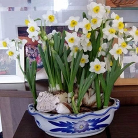 速发室内水州重瓣水培水仙花 盆栽洋水仙花种球漳养植物花卉四季