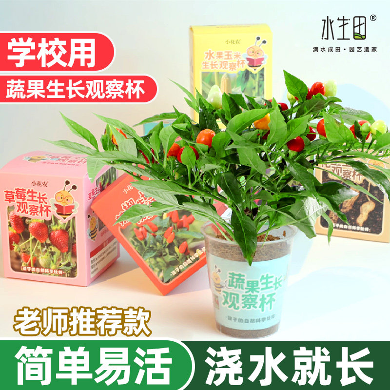 速发儿童种植农盆栽发物小植芽罐头小花小迷你观察植物生长幼儿园