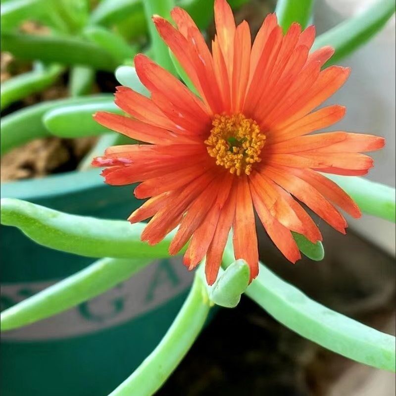 速发【开卉神器】橙花波绿多肉植物家庭盆栽龙植花花红花奔龙