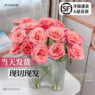 速发南小姐玫发四季家用客厅插花鲜切花云猪直瑰水养花卉花束绿植