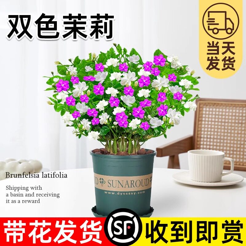 速发双色茉莉盆栽花带鸳鸯茉莉花庭四季开花室内苗院浓香花卉好养