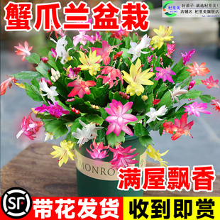 速发蟹爪兰花苗盆养带花苞多花四季开花重瓣螃蟹爪莲好栽易活室内