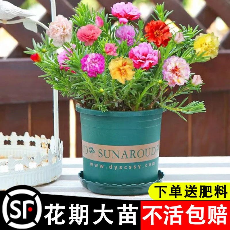 速发太花苗重瓣大花盆栽四色宿根植物室外台花卉养季开花易混活
