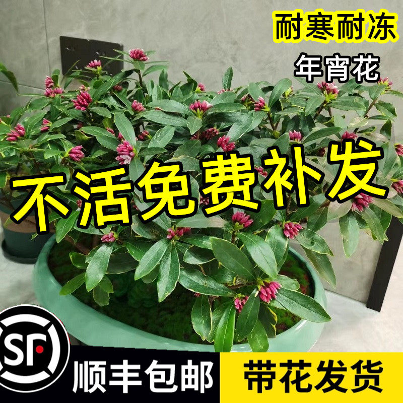 速发寒边瑞香绿栽浓香型老桩大小苗带花苞客厅盆植耐金耐冻四季开