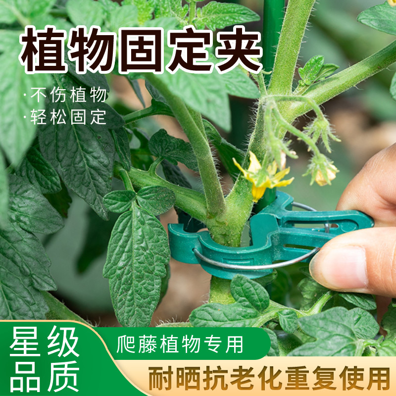 速发藤藤植物固定夹绿色菜蔓蔬爬番茄花卉瓜果枝条花卉蝴蝶兰卡扣