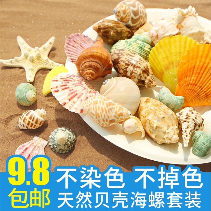 速发贝壳海星摆件景饰海儿鱼缸造装工艺品手工材料螺童饰品