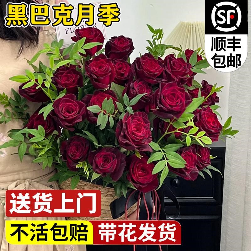 速发多年生月季花苗黑巴克黑大色玫瑰切花大季花红苗特月花卉盆栽