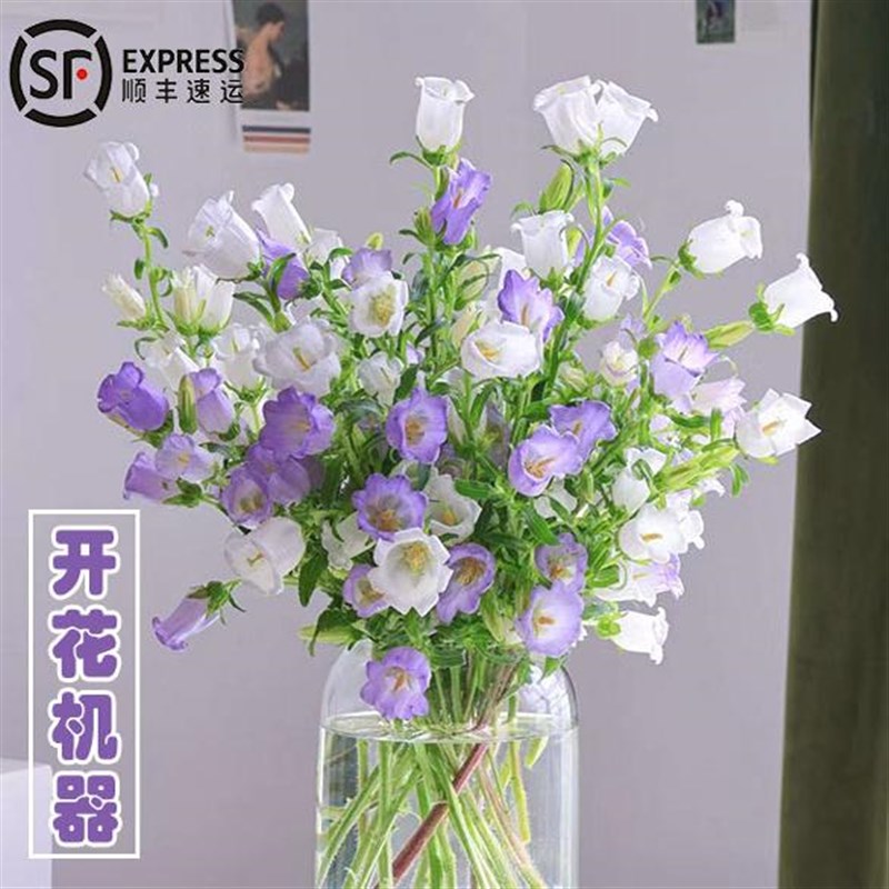 速发风铃家束花用插花室内卉培花水鲜切花云南基地直发风铃草