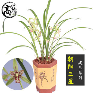 速发兰花 朝 建兰 四季绿室内外兰花苗客厅办植室盆栽兰公花卉