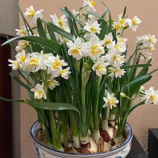 速发漳园水仙花种球四季开花台花州盆栽特大类根花卉球秋冬植物
