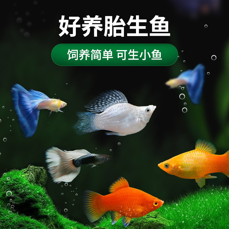 速发热带观鱼鱼小型淡水好养活鱼观观赏鱼家庭苗赏小赏玛丽胎生鱼