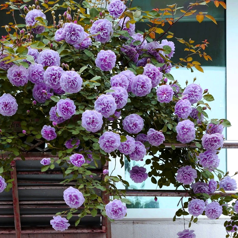 速发蓝色阴雨爬庭月勤花苗季花抗病藤院四季台可垂吊植物盆栽花苗