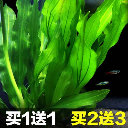 速发大九叶草真水草鱼缸懒人水草有水淡茎类中后6阴性草Y景08