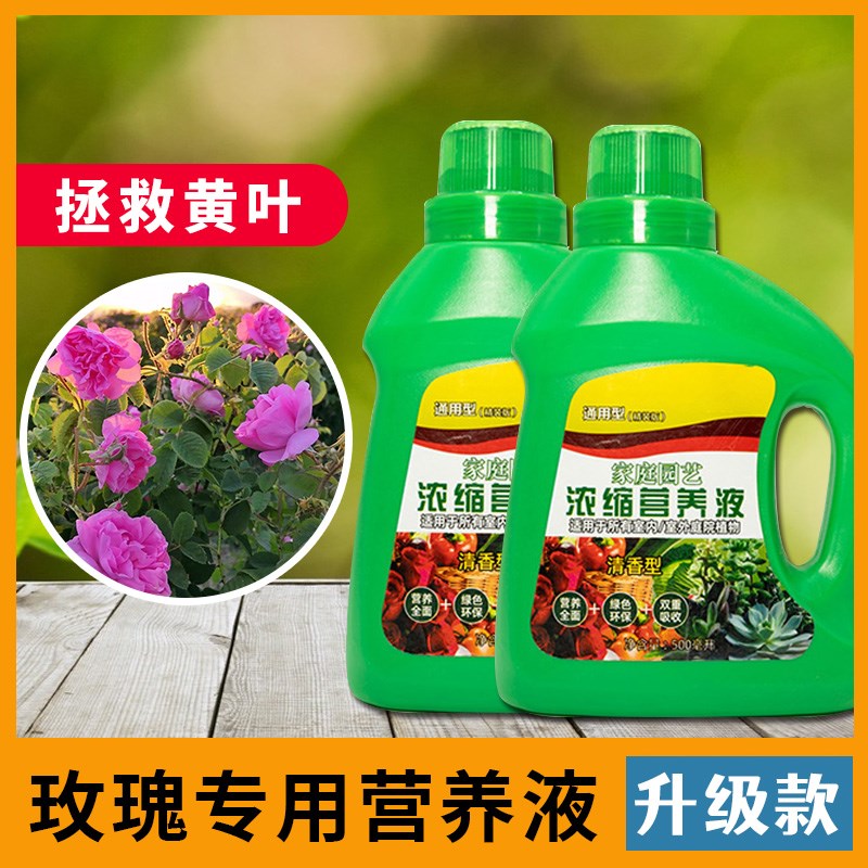 速发玫瑰营养液浓肥型种植水溶缩专治黄叶肥料无土栽培室内增用专