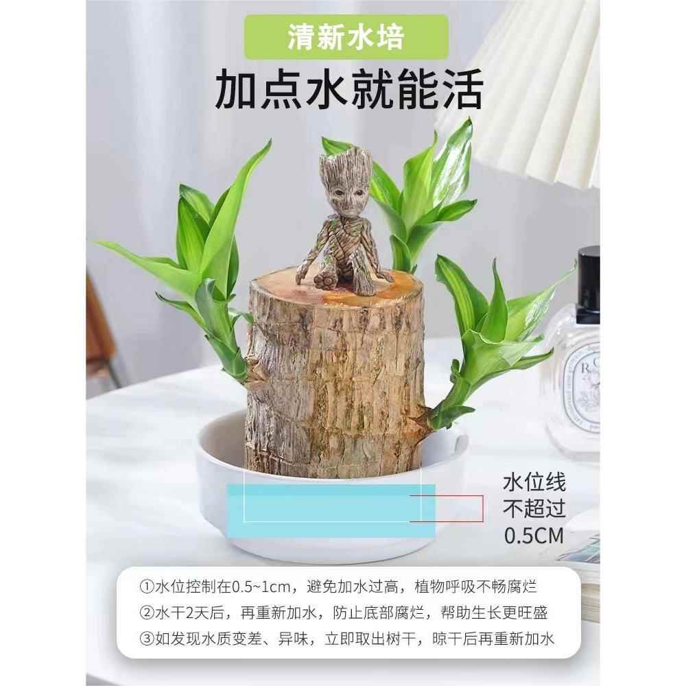 速发水培植物木幸人木开花办就室客厅室内水养盆栽小树运遇水公活