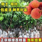 荔枝树苖嫁接妃子笑糯米滋无核荔枝苖庭院阳台盆栽种植荔枝树