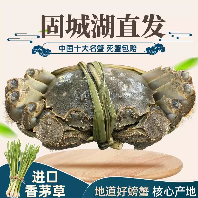 大闸蟹鲜活现捕现货全母精品蟹固城湖螃蟹鲜活正宗江苏中秋礼盒
