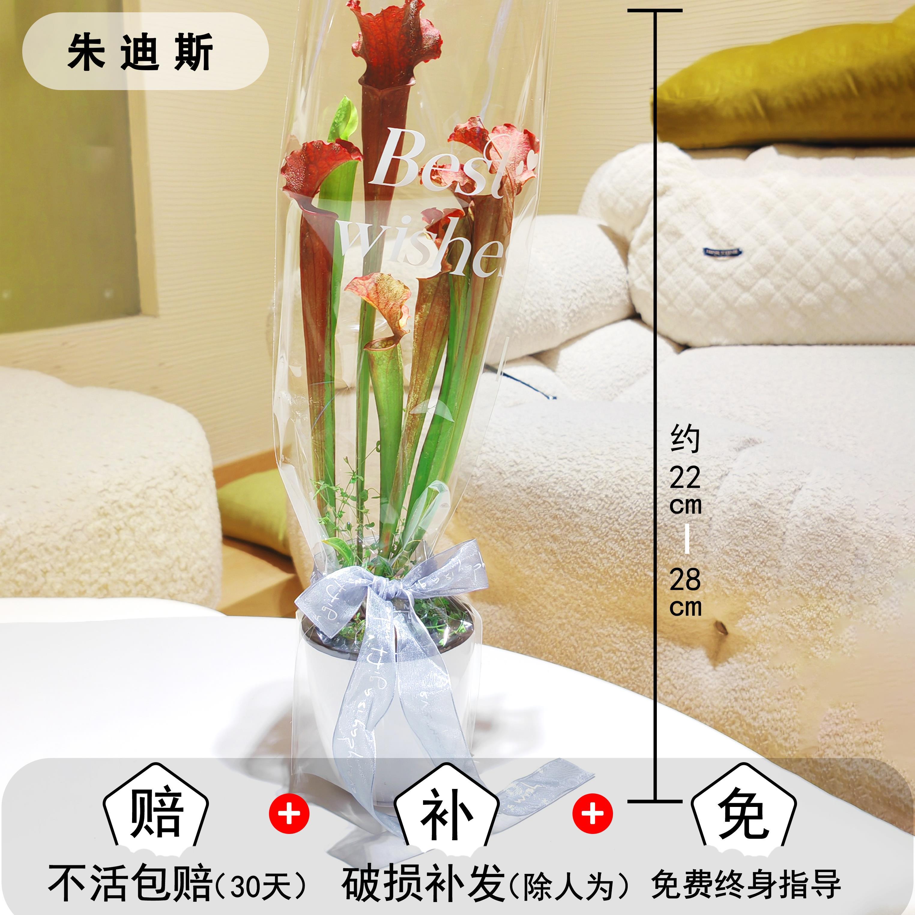 菲朗园艺食虫植物瓶子草吸水盆绿植花束客厅阳台办公室免浇水易养