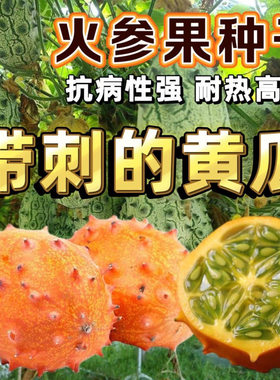 火参果种子火星果海参果非洲蜜瓜种子刺角瓜种籽四季蔬菜水果种孑