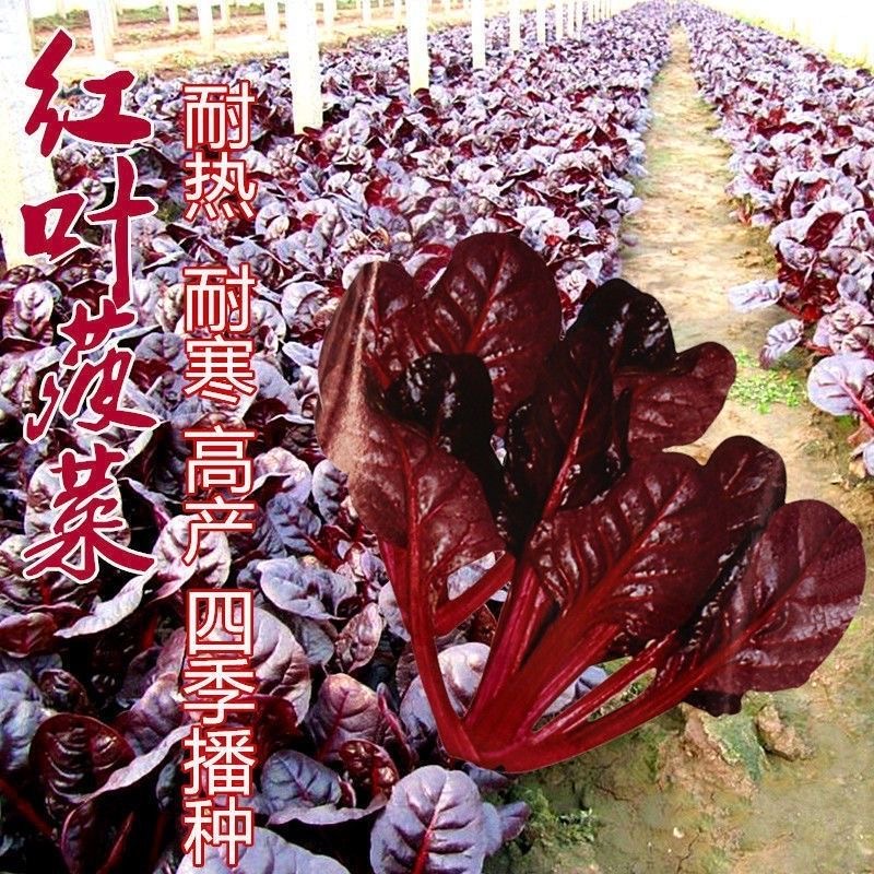 红菠菜种子紫菠菜种子大叶富铁菠菜种子四季蔬菜种子阳台庭院种植