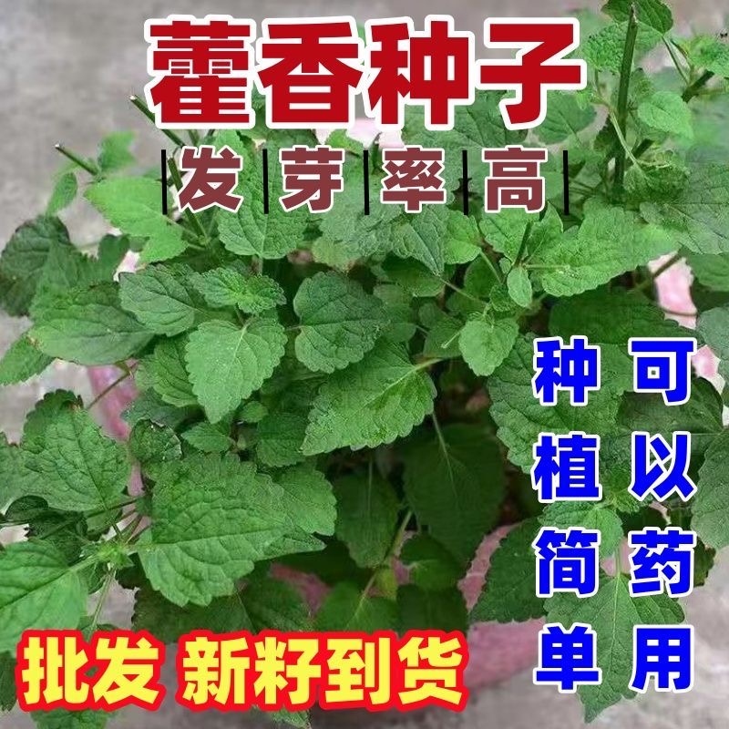 藿香种子霍香正气香草种子五香十香大茴鱼香草高产盆栽蔬菜种子孑