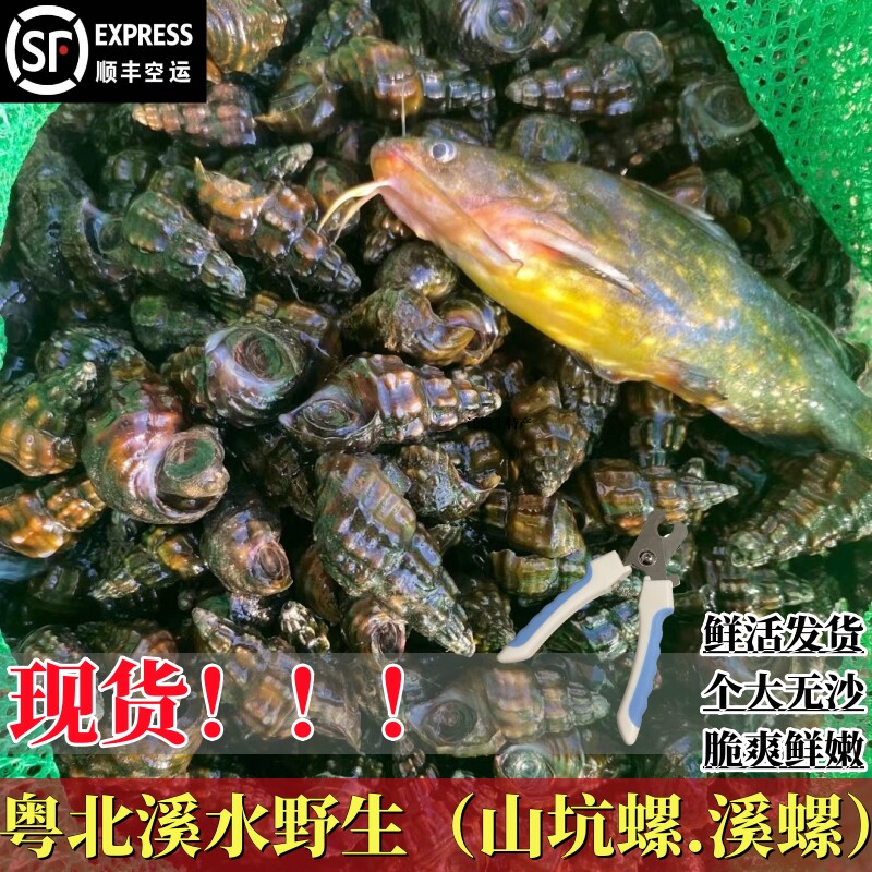粤北野生山坑螺深山溪水坑螺可食用螺蛳批发现捡水产品鲜活田螺