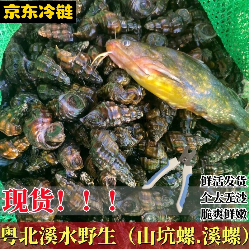 粤北野生山坑螺深山溪水坑螺可食用螺蛳当天现捡水产品鲜活田螺蛳