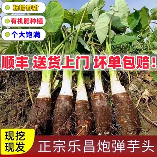 乐昌张溪香芋炮弹芋头农家自种新鲜现挖童年小芋头土特产粉糯