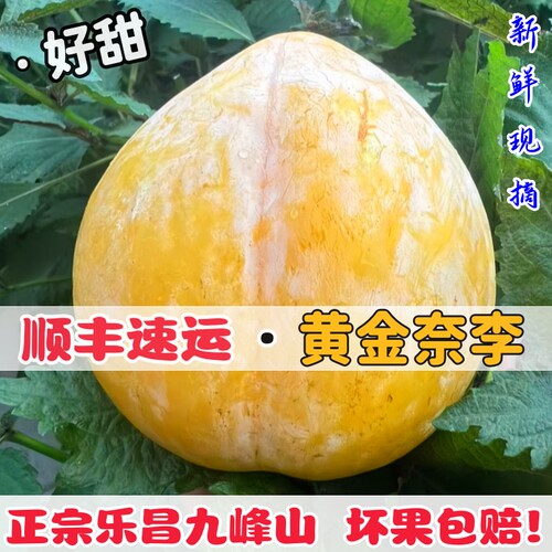 乐昌九峰山黄金奈李现摘水果李子