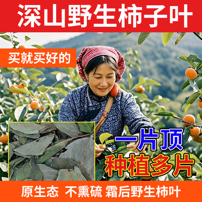 野生柿子叶原生态深山野生柿叶福生永补养堂正品头晕脑胀胸闷黄