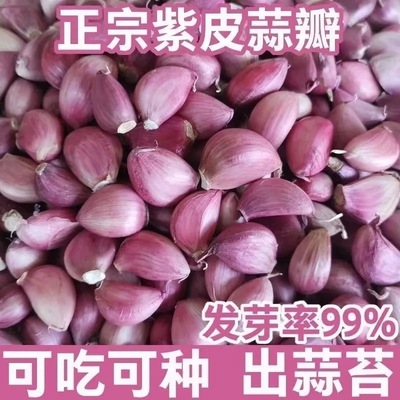 大蒜蒜瓣大蒜种子出蒜苔蒜苗