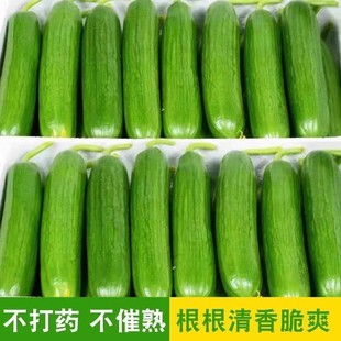现摘水果小黄瓜5斤新鲜黄瓜甜脆小青瓜荷兰蔬菜农家自种生吃 包邮