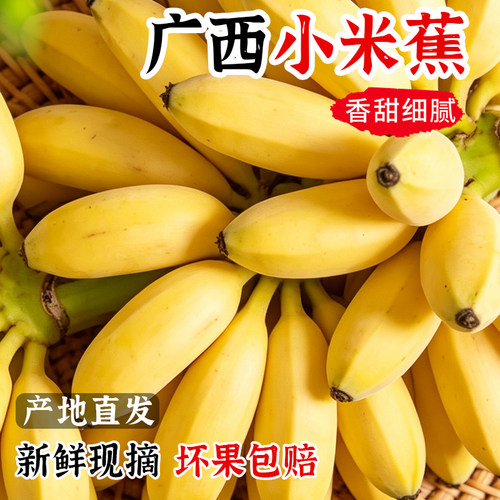 【推荐】小米蕉香蕉5斤整箱！