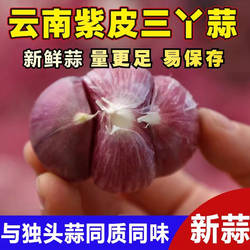 大理三丫蒜分蒜云南紫皮大蒜三瓣蒜干蒜头独头蒜同味农家自种疏菜