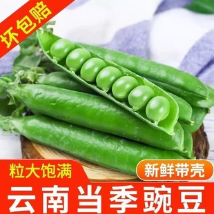 高山脆甜豌豆荚云南当季 农家蔬菜带壳绿豌豆青豆剥壳米粒甜寒豆角